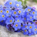 hoa-forget-me-not-la-hoa-gi