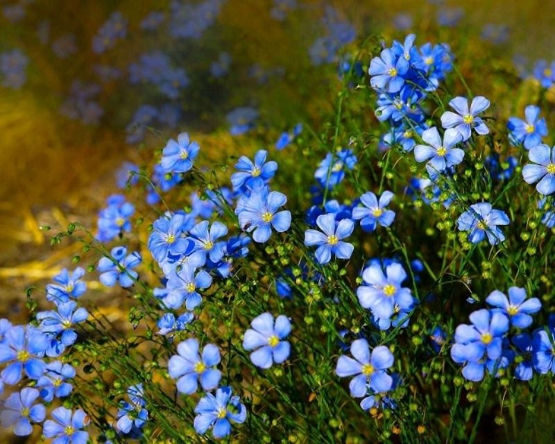 hoa-forget-me-not-la-hoa-gi-2