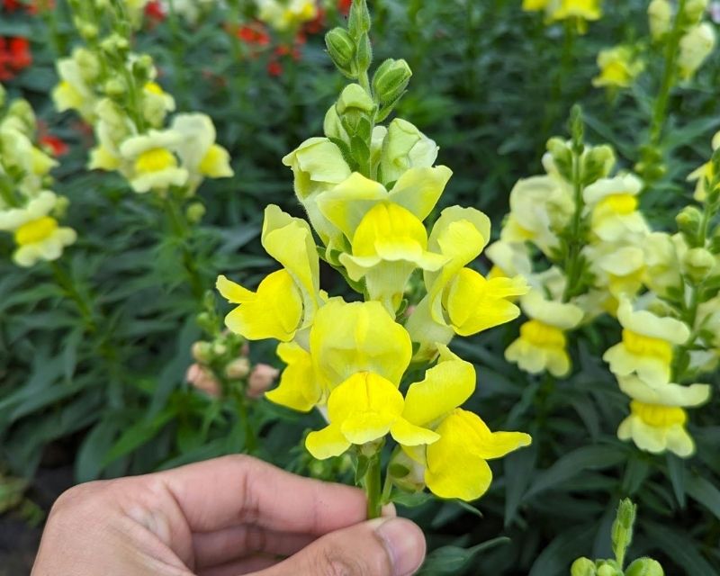 hoa-mom-soi-la-hoa-gi-2