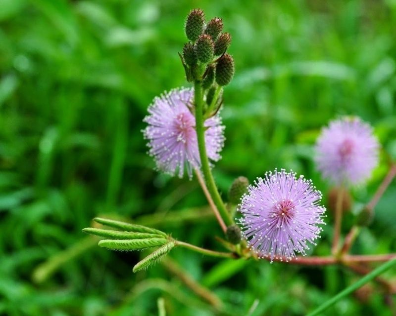 hoa-trinh-nu-la-hoa-gi-1