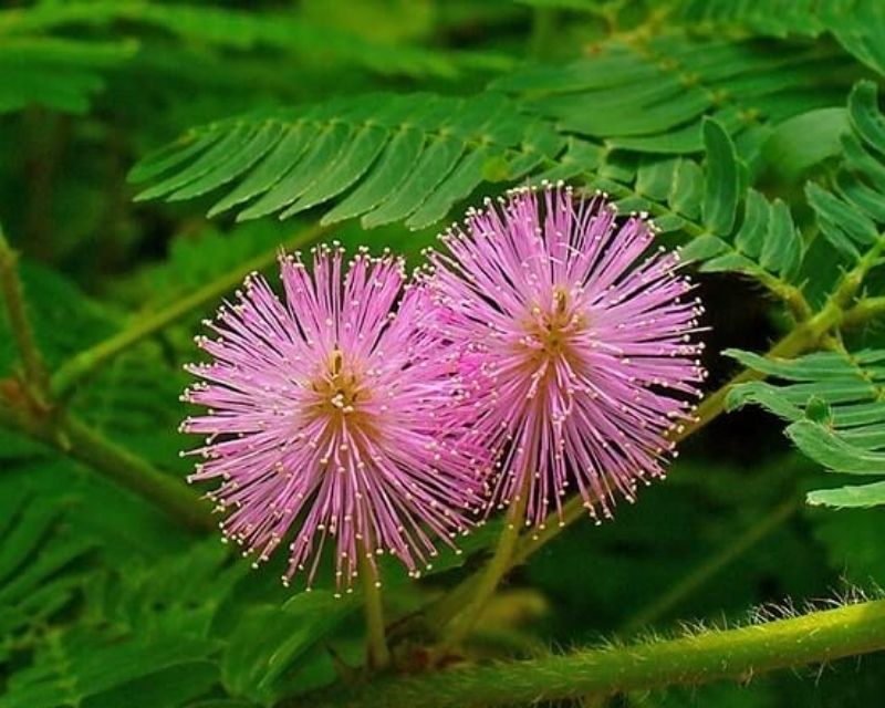 hoa-trinh-nu-la-hoa-gi