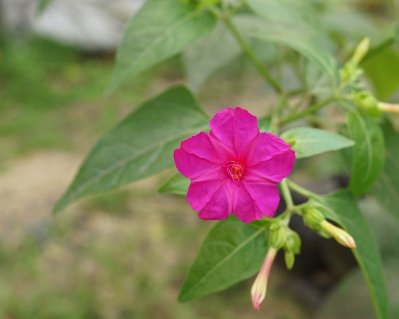 hoa-yen-chi-la-hoa-gi