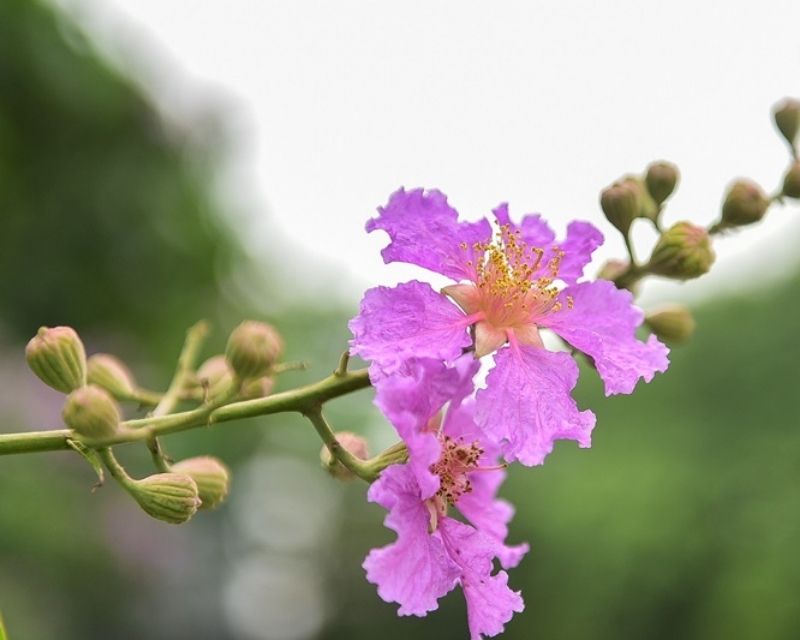 y-nghia-hoa-bang-lang-1