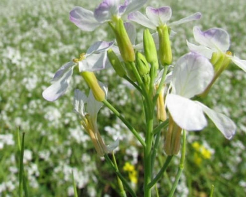 y-nghia-hoa-cai-trang-1