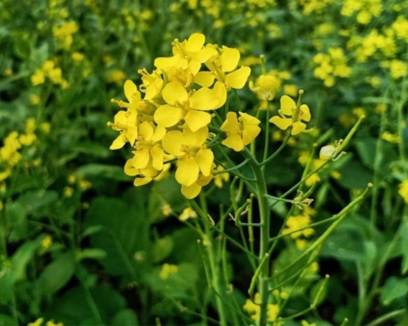y-nghia-hoa-cai-vang-2