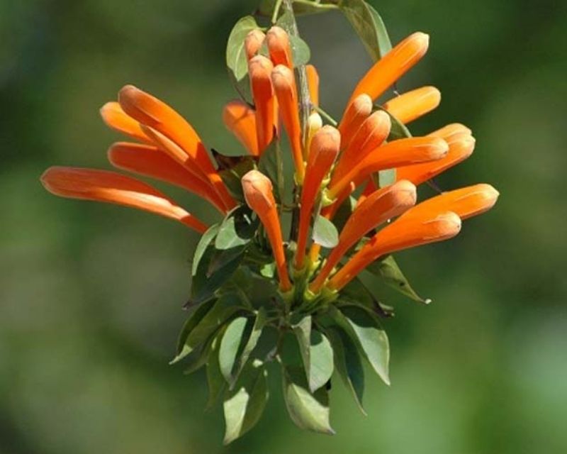 y-nghia-hoa-chum-ot