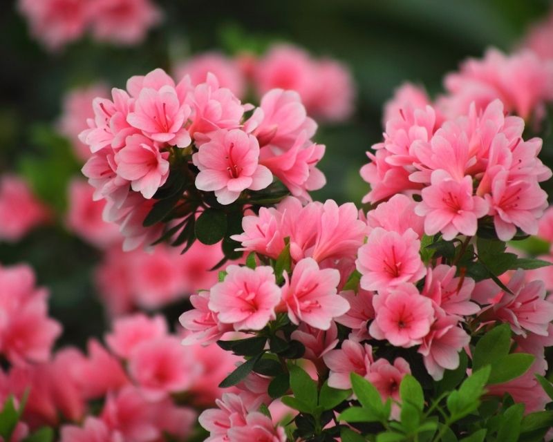 y-nghia-hoa-do-quyen-2