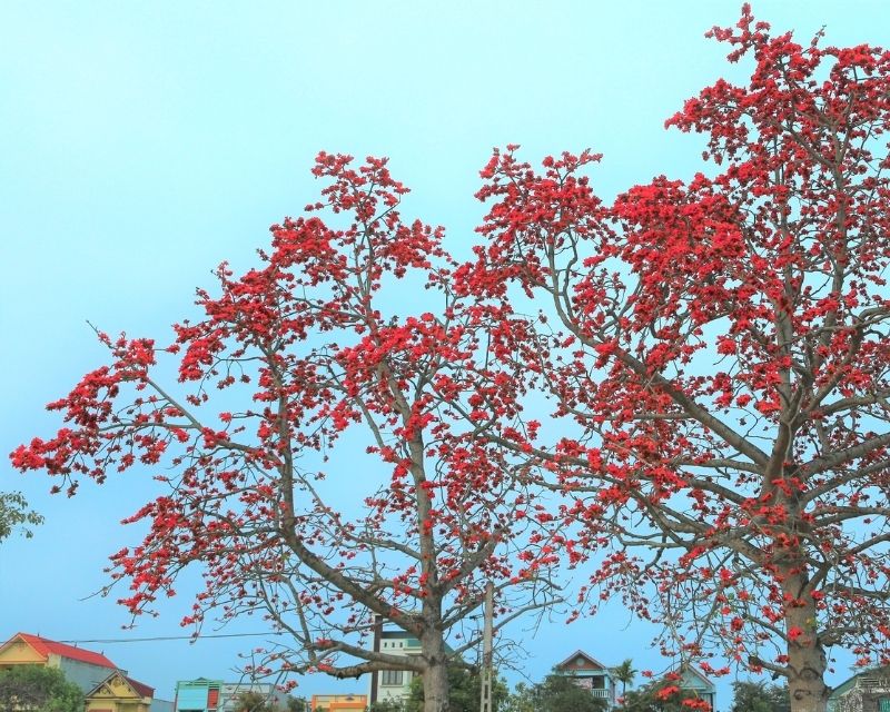 y-nghia-hoa-gao-2