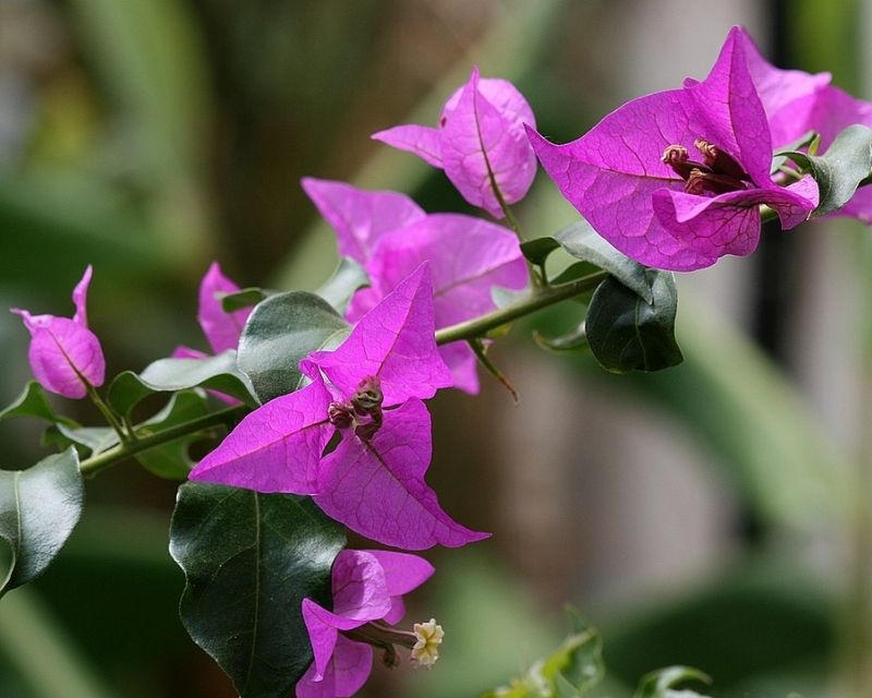 y-nghia-hoa-giay