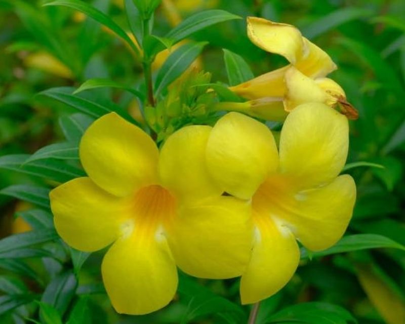 y-nghia-hoa-quynh-anh
