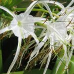 y-nghia-hoa-sao-bien
