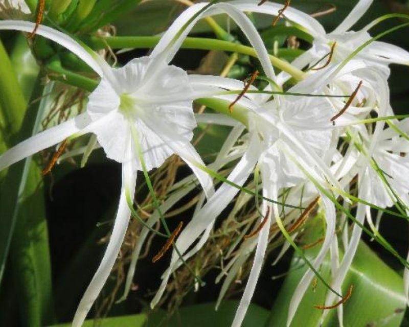 y-nghia-hoa-sao-bien