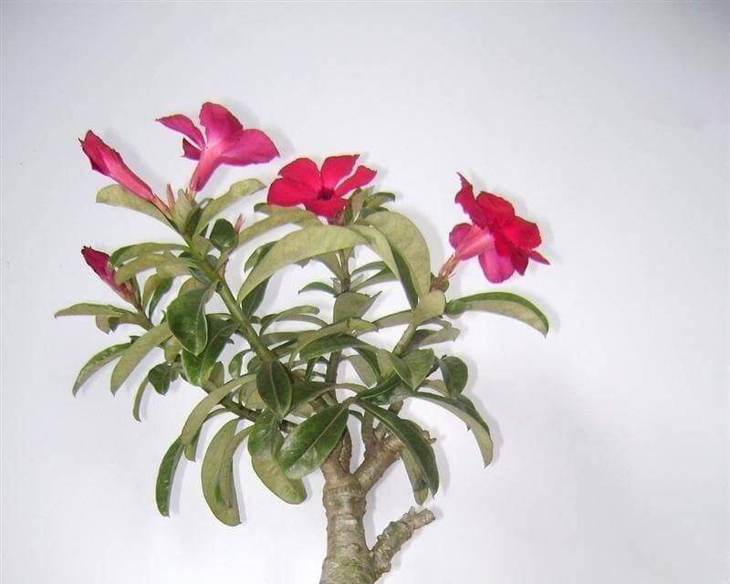 y-nghia-hoa-su-thai-1