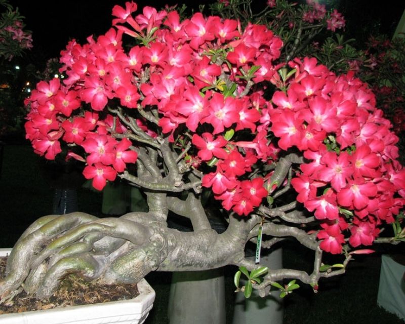 y-nghia-hoa-su-thai-2