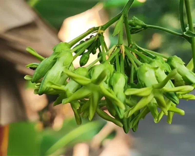 y-nghia-hoa-thien-ly-2