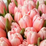 y-nghia-hoa-tulip