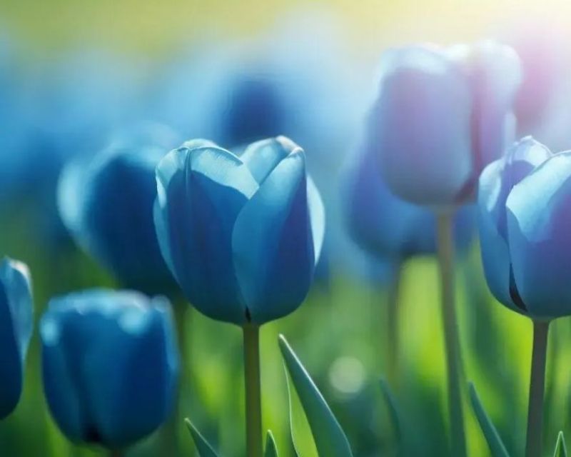y-nghia-hoa-tulip-2