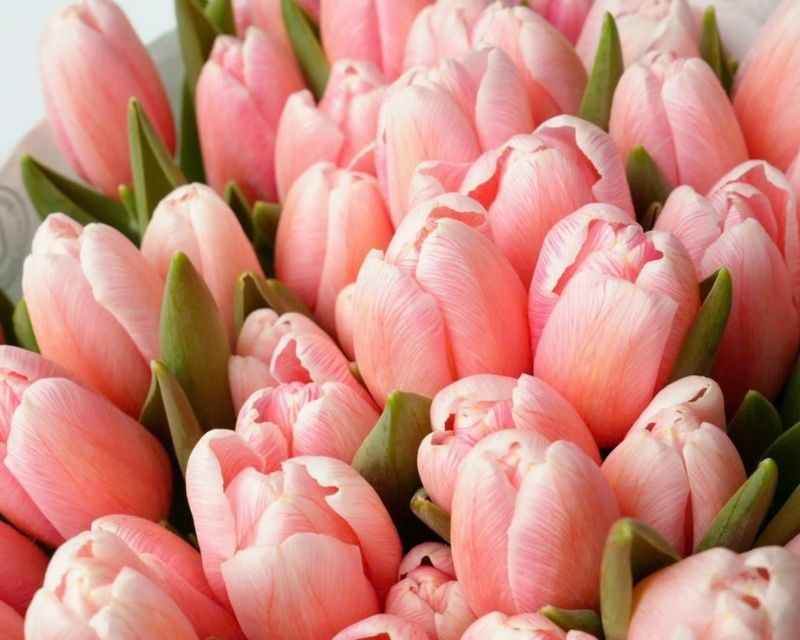 y-nghia-hoa-tulip