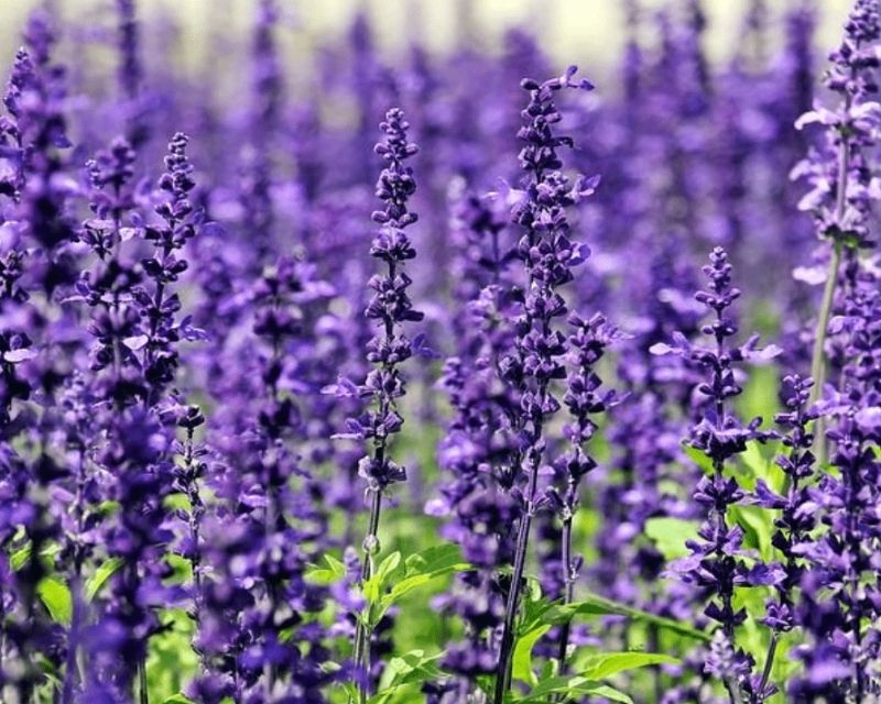 y-nghia-hoa-violet