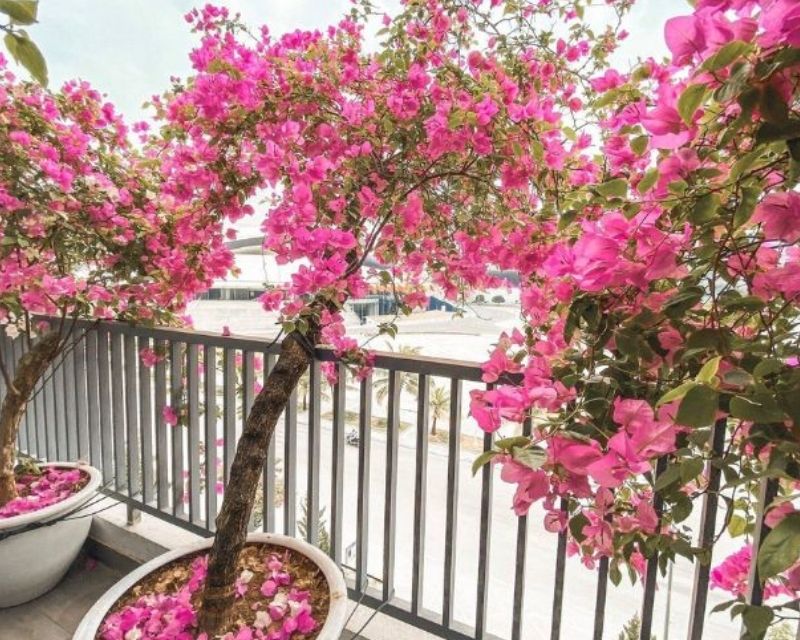 cay-hoa-dep-de-trong-chiu-nang