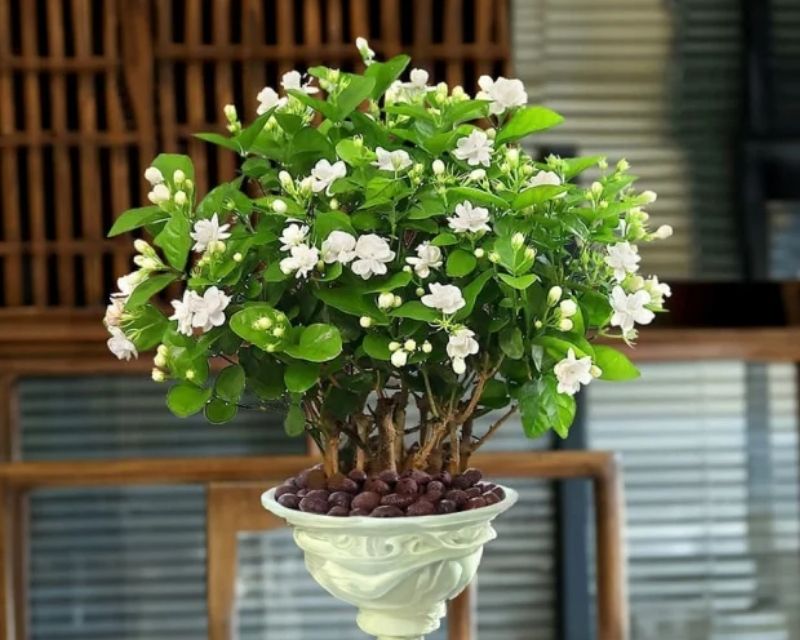 hoa-chiu-nang-no-quanh-nam-5