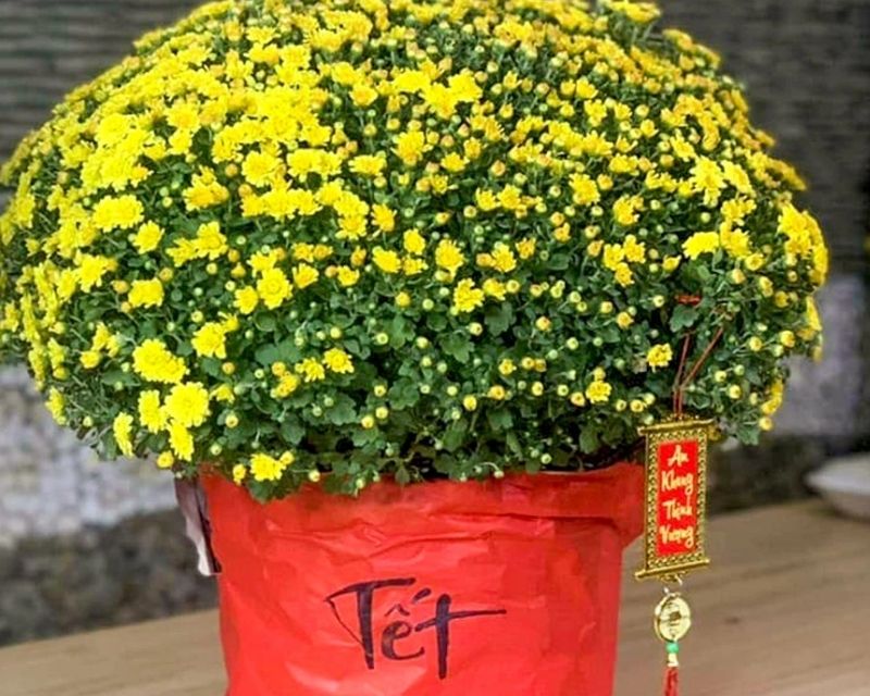 hoa-chung-tet-4
