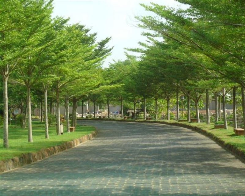 nhung-cay-lay-bong-mat-truoc-nha-2